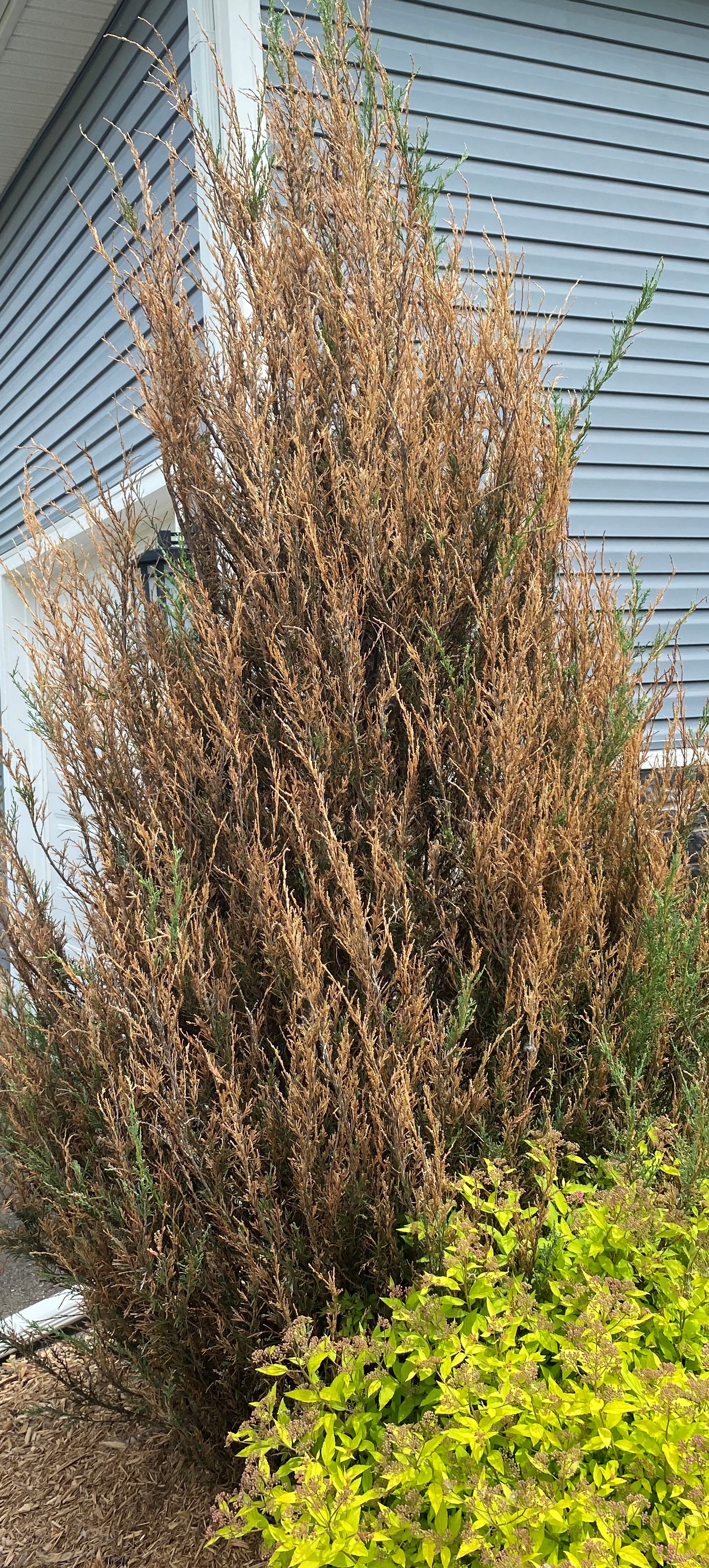 Dieback symptoms of upright juniper.
